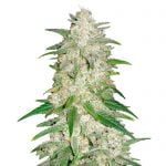 wholesale Fast Buds - Gelato Automatic