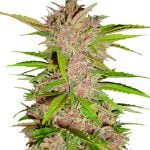 Fast Buds - Fastberry Automatic