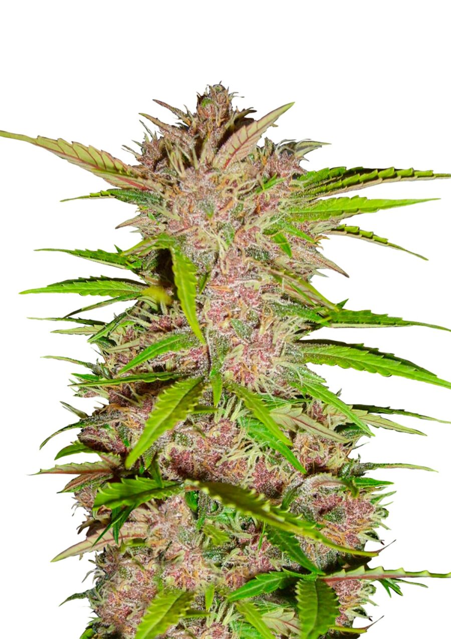 Fast Buds - Fastberry Automatic