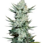 wholesale Fast Buds - Tangie'Matic