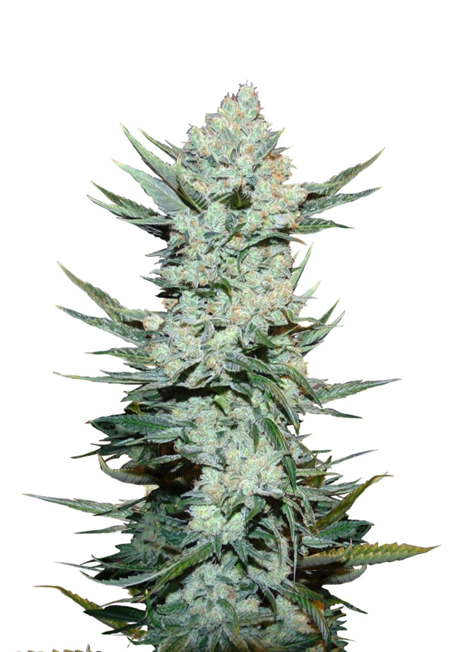 wholesale Fast Buds - Tangie'Matic