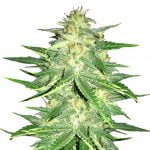 wholesale Fast Buds - Lemon AK Automatic