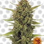 wholesale Barney's Farm Acapulco Gold