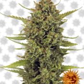 Barney's Farm Acapulco Gold (5 seeds pack)