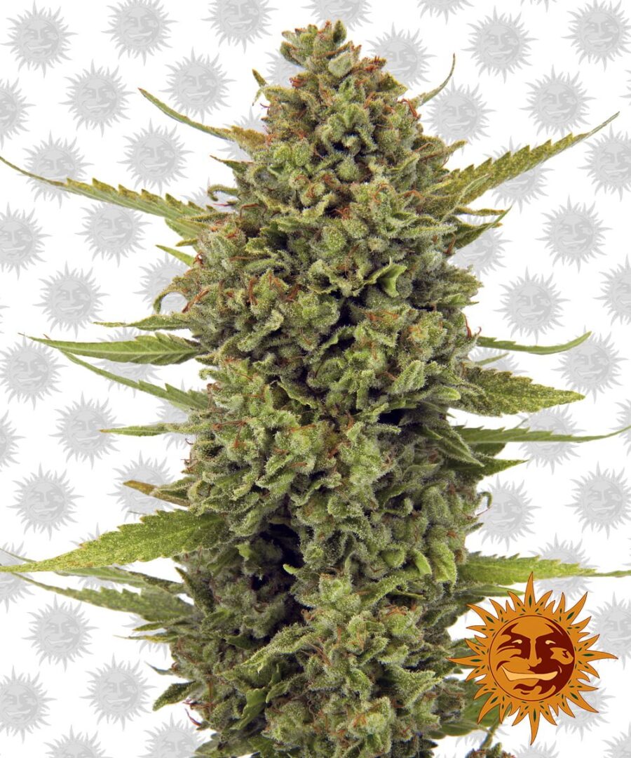 wholesale Barney's Farm Acapulco Gold