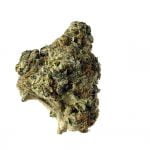 wholesale Amsterdam Genetics - AK Choco Kush