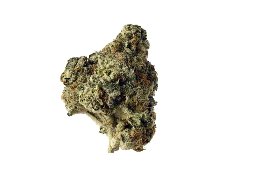 wholesale Amsterdam Genetics - AK Choco Kush