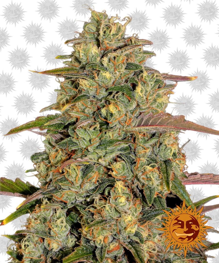 wholesale Barney's Farm Amnesia Lemon