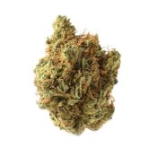 wholesale Amsterdam Genetics - Amnesia Haze