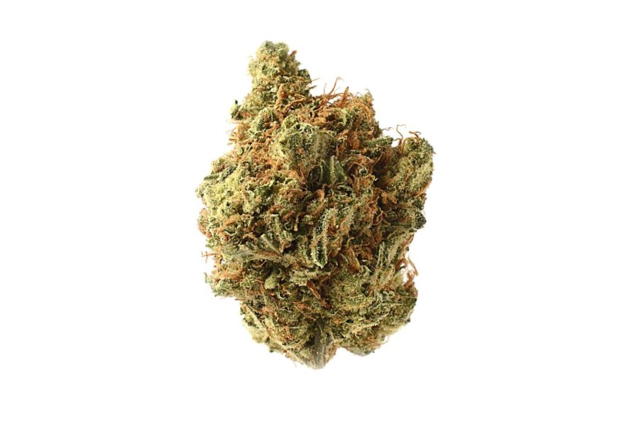 wholesale Amsterdam Genetics - Amnesia Haze