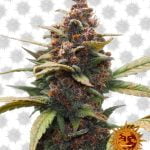 wholesale Barney's Farm Ayahuasca Purple