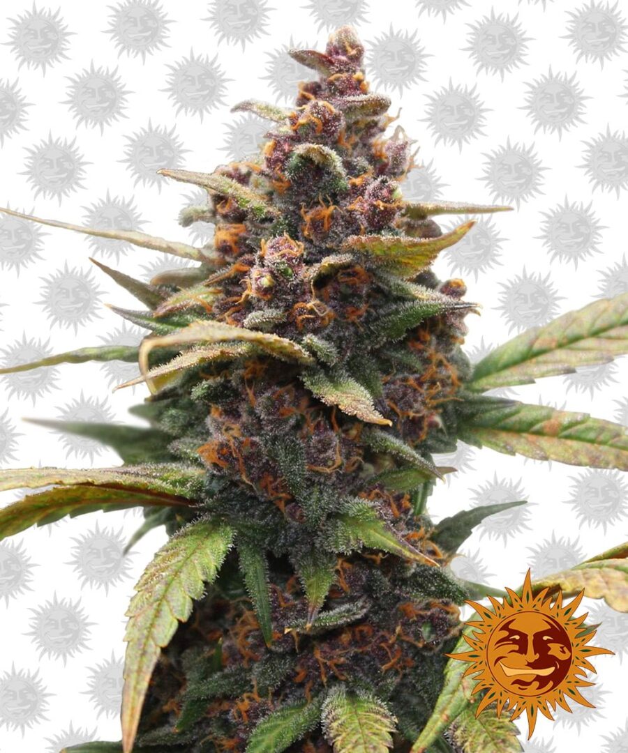 wholesale Barney's Farm Ayahuasca Purple