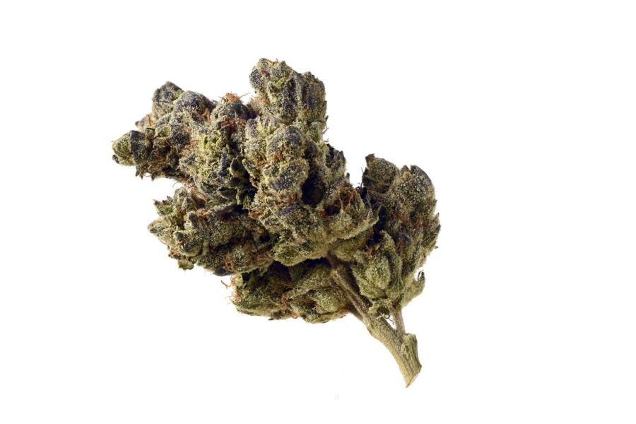 wholesale Amsterdam Genetics - Blue Magic