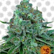 Barney's Farm Critical Kush (5 seeds pack)