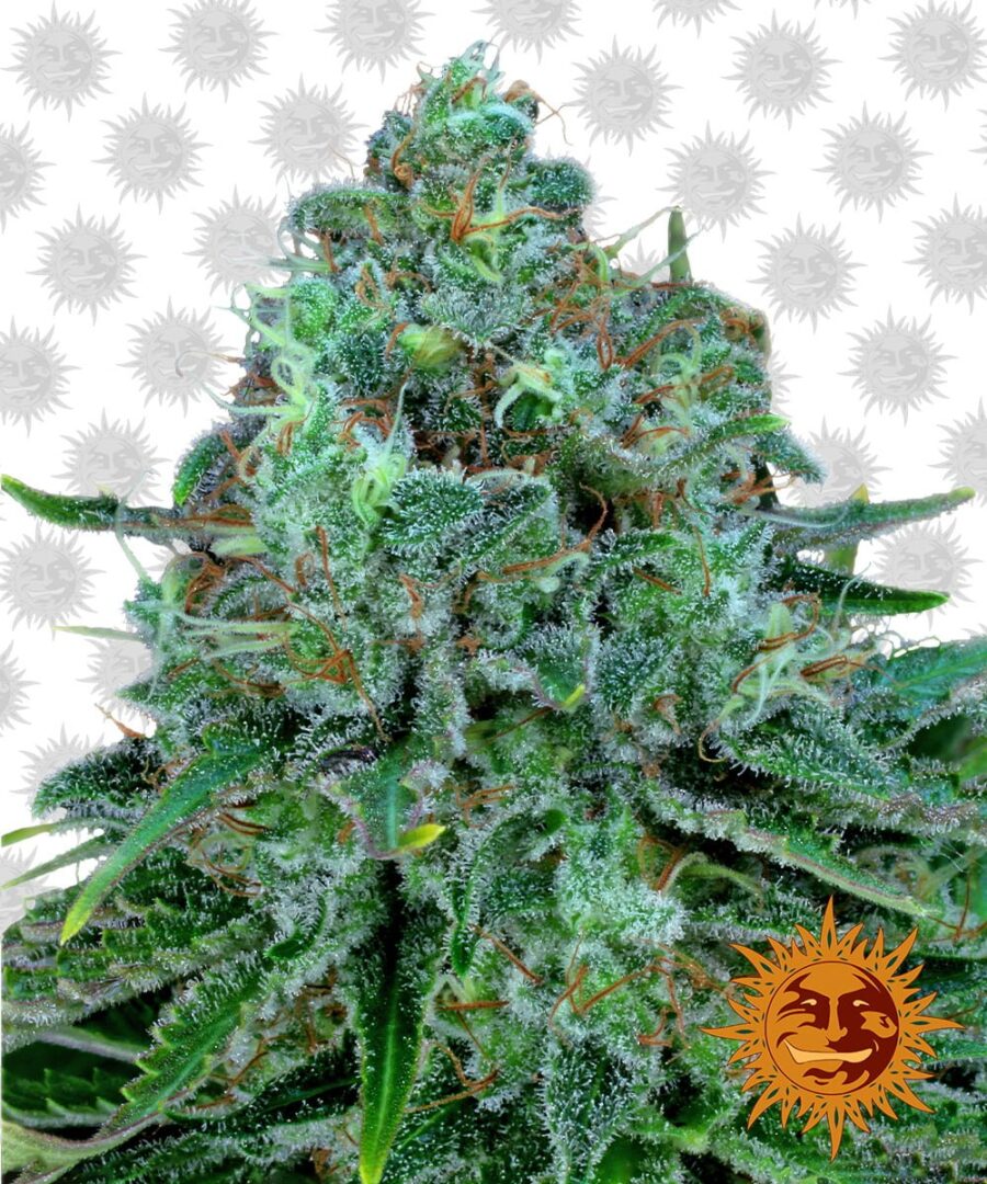 wholesale Barney's Farm Critical Kush