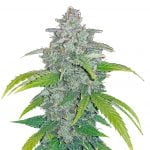wholesale Fast Buds - Blue Dream 'Matic