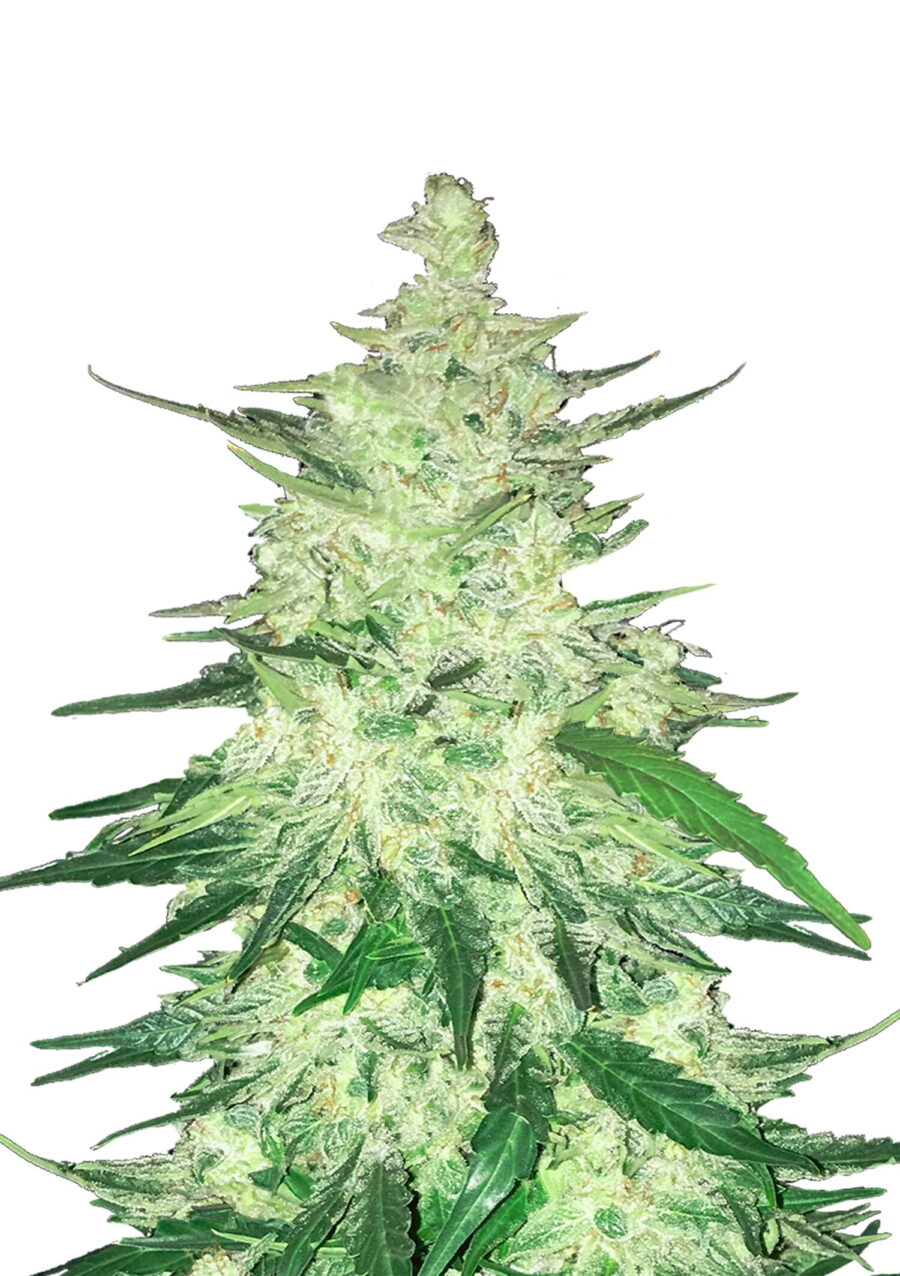 wholesale Fast Buds - CBD Automatic 20:1
