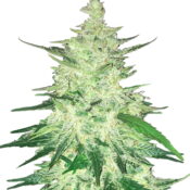 Fast Buds - CBD Crack Automatic (5seeds/pack)