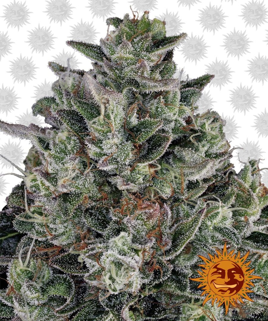 wholesale Barney's Farm Glookies