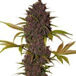 wholesale Fast Buds - LSD-25 Automatic