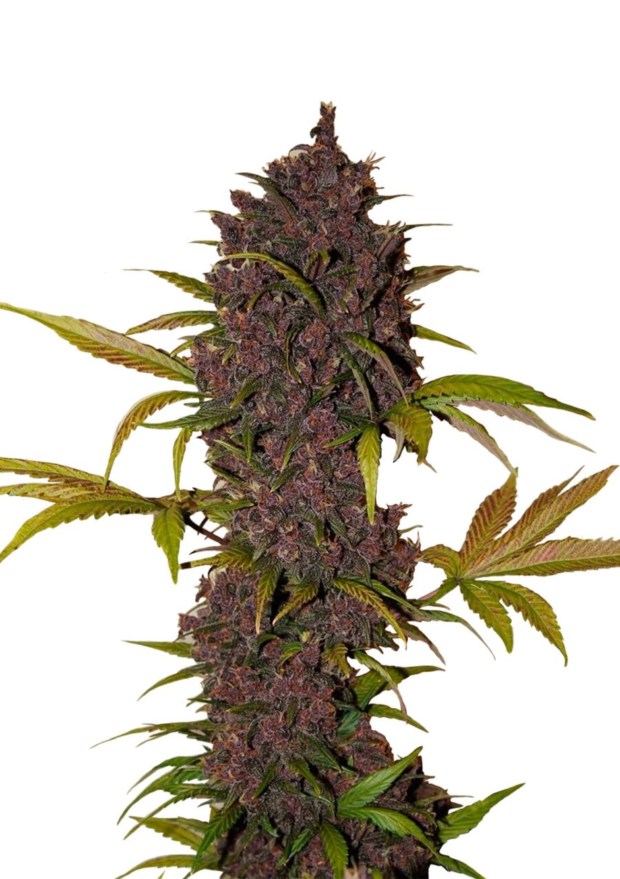 wholesale Fast Buds - LSD-25 Automatic