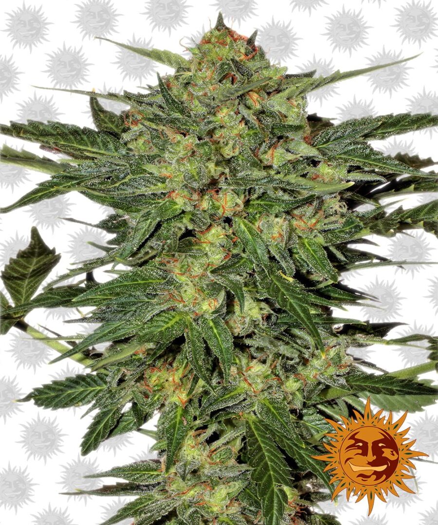 wholesale Barney's Farm LSD