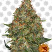 Barney's Farm Pineapple Express Auto (3 seeds pack)