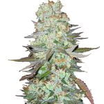 wholesale Fast Buds - G14 Automatic
