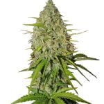 wholesale Fast Buds - Grapefruit Automatic