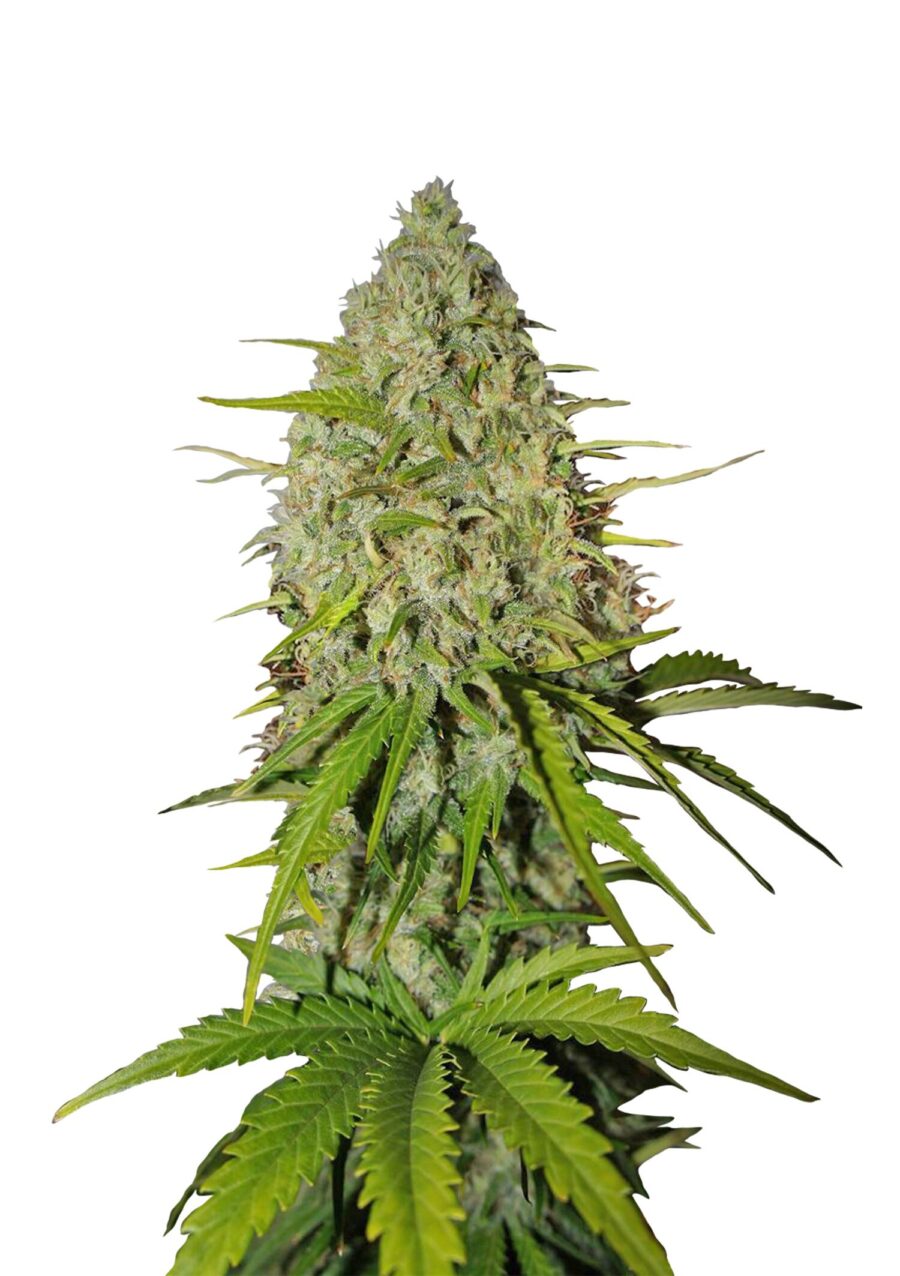 wholesale Fast Buds - Grapefruit Automatic