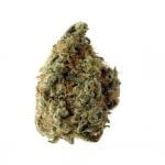 wholesale Amsterdam Genetics - White Choco