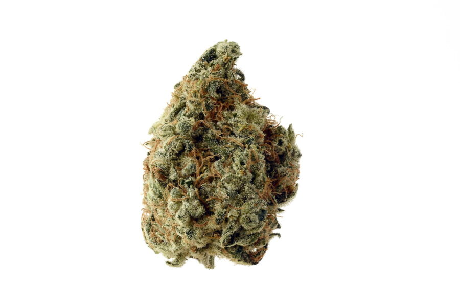 wholesale Amsterdam Genetics - White Choco
