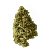 wholesale Amsterdam Genetics - White Choco Autoflower