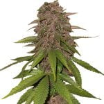wholesale Fast Buds - C4 Automatic