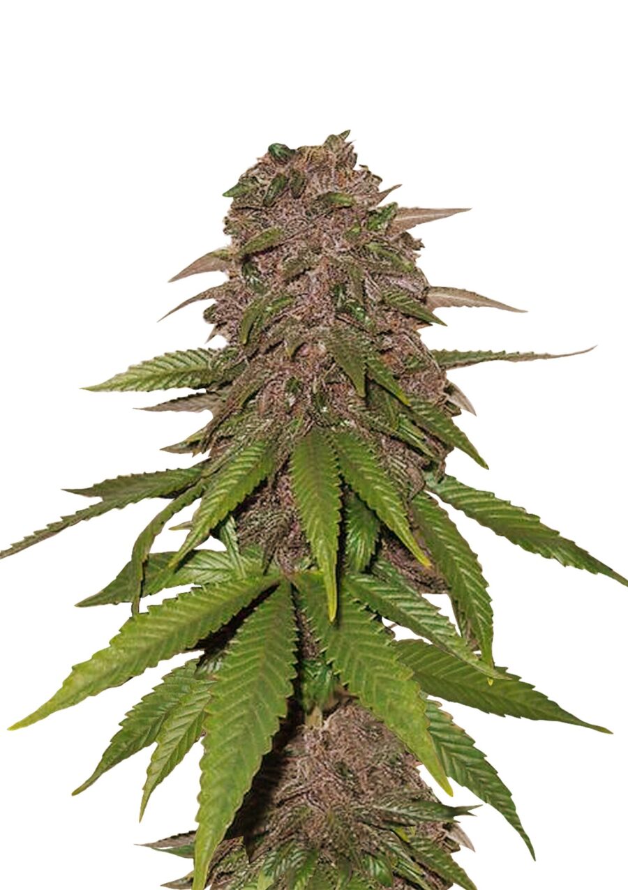 wholesale Fast Buds - C4 Automatic