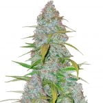 wholesale Fast Buds - Californian Snow