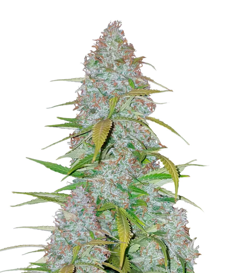 wholesale Fast Buds - Californian Snow