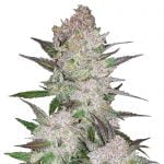 wholesale Fast Buds - Cream Cookies