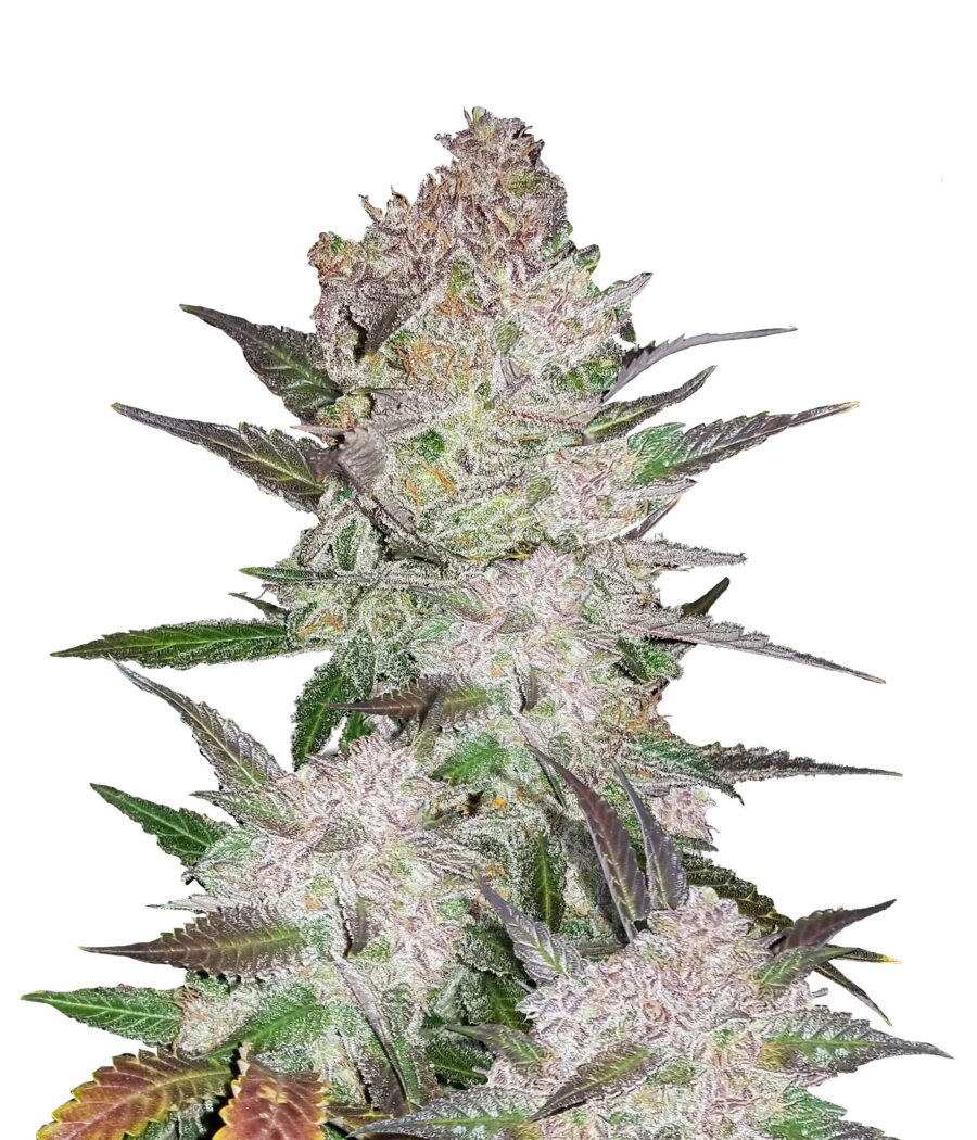 wholesale Fast Buds - Cream Cookies