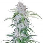 wholesale Fast Buds - Six Shooter Automatic