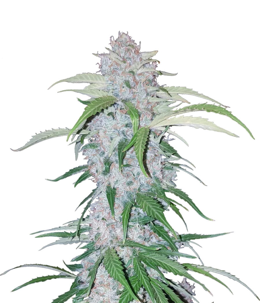 wholesale Fast Buds - Six Shooter Automatic