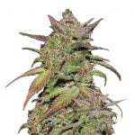 wholesale Fast Buds - Smoothie Automatic