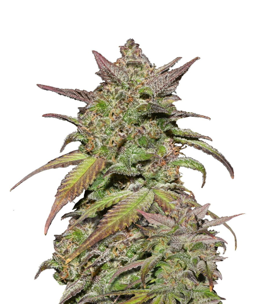 wholesale Fast Buds - Smoothie Automatic