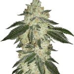wholesale Fast Buds - Green Crack Automatic