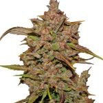 wholesale Fast Buds - Crystal Meth Automatic