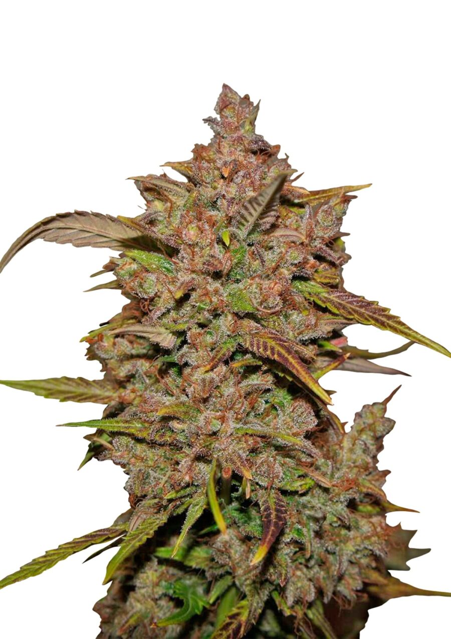 wholesale Fast Buds - Crystal Meth Automatic