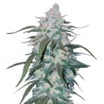 wholesale Fast Buds - Pineapple Express Automatic