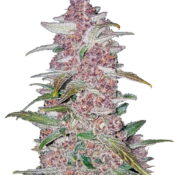 Fast Buds - Blackberry Automatic (5seeds/pack)