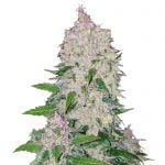 wholesale Fast Buds - Stardawg Automatic