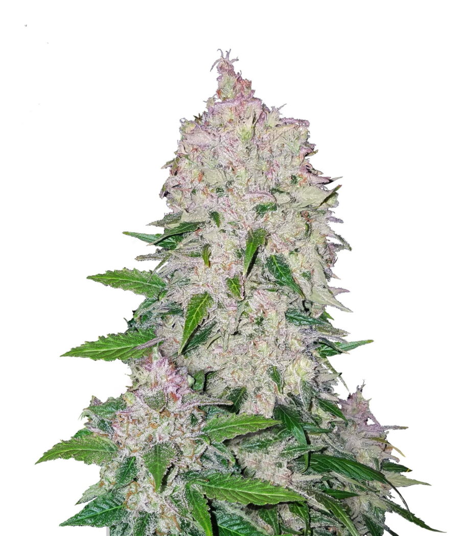 wholesale Fast Buds - Stardawg Automatic
